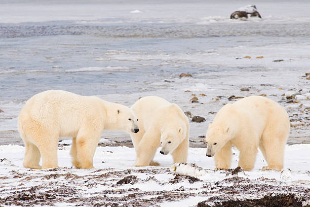 polar bears.  churchill manitoba stock pictures, royalty-free photos & images