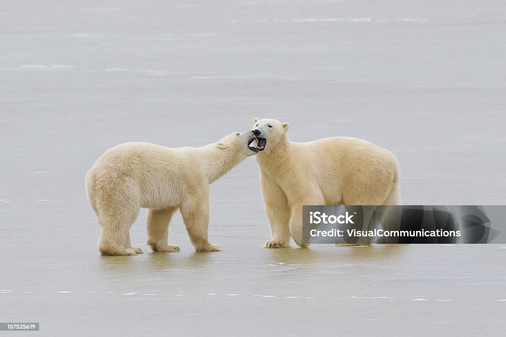 polar bears.  Animal Stock Photo