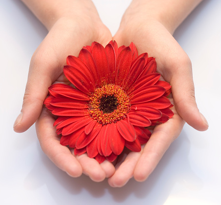 Holding a red gerbera.