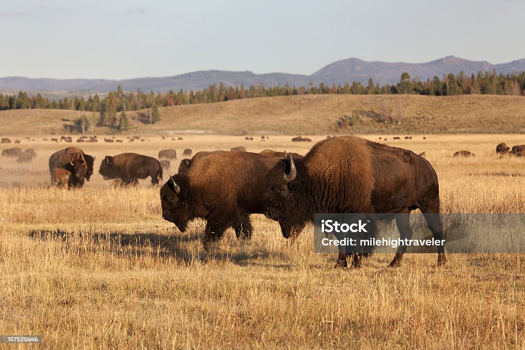 Bison Stado, Tetons NP Wyoming - Zbiór zdjęć royalty-free (Bizon)