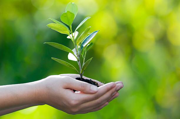 手を保持し、新規の木を植えるボケ背景にグリーン - 森林再生 ストックフォトと画像