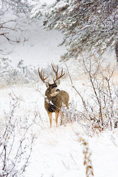 istock Colorado Mule Deer in the Winter Snow 157525866