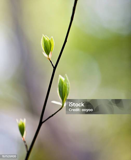 Foto de Folhas De Primavera e mais fotos de stock de Começo - Começo, Cor Vibrante, Crescimento