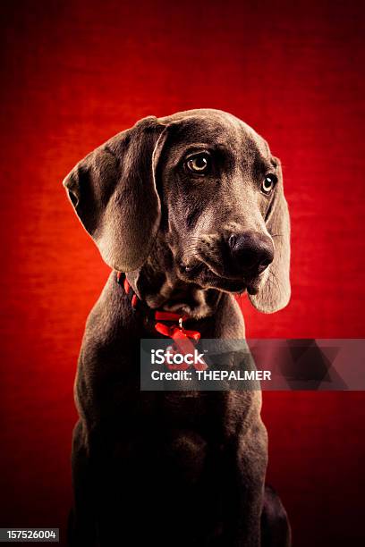 Foto de Linda Natal Weimaraner e mais fotos de stock de Weimaraner - Weimaraner, Animal, Animal de estimação