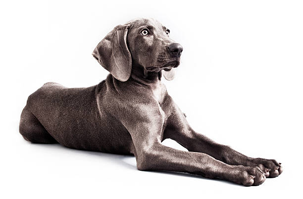 Weimaraner Four months beautiful Weimaraner puppy isolated on white background. weimaraner dog animal domestic animals stock pictures, royalty-free photos & images