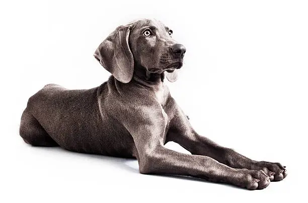 Four months beautiful Weimaraner puppy isolated on white background.