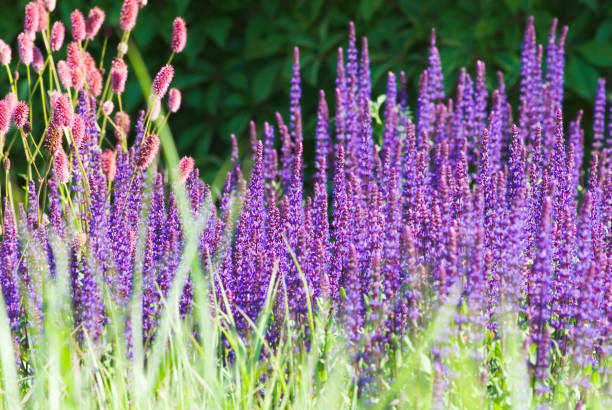 Salvia Nemorosa Blüten