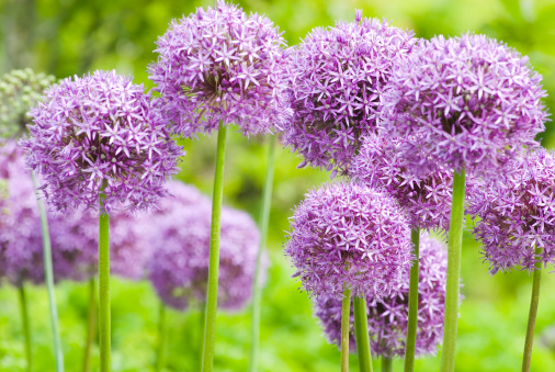 Large purple allium flowerheads and seed heads