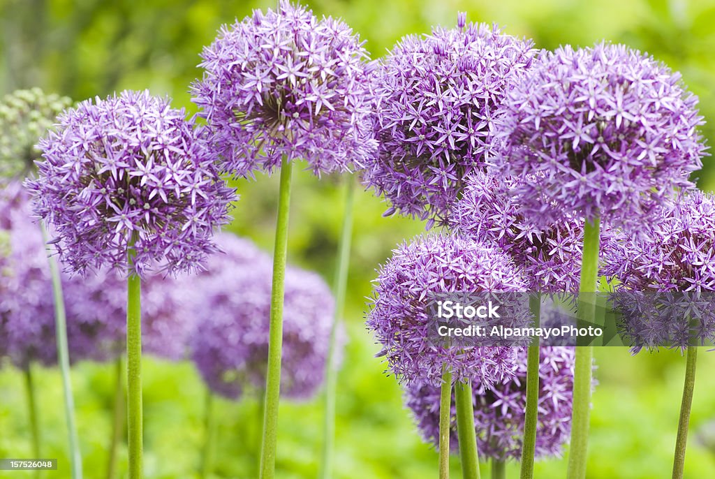 Cebola'Globemaster'de alho ornamentais-XI - Royalty-free Flor de alho Foto de stock