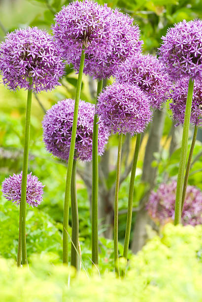 allium'globemaster'cebolla decorativa-xii - allium flower fotografías e imágenes de stock