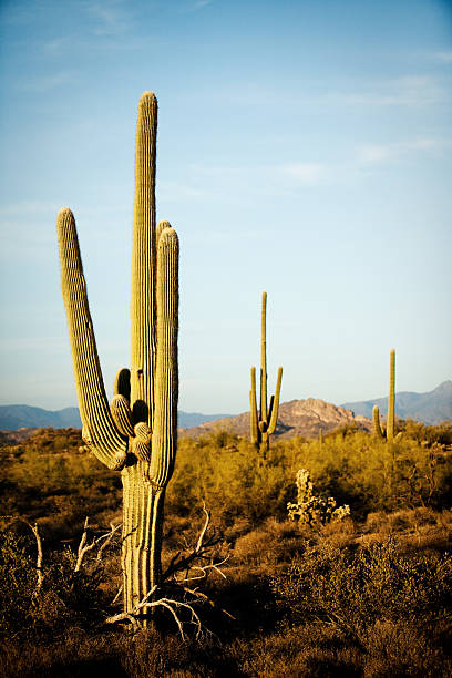 sagauro cactus del desierto de arizona - photography north america cactus plant fotografías e imágenes de stock