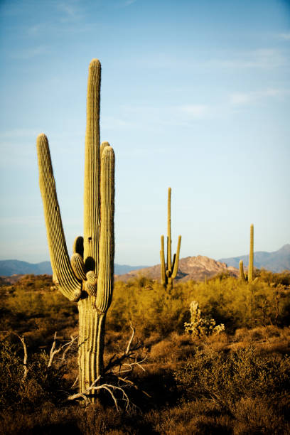 Sonoran Desert, Arizona