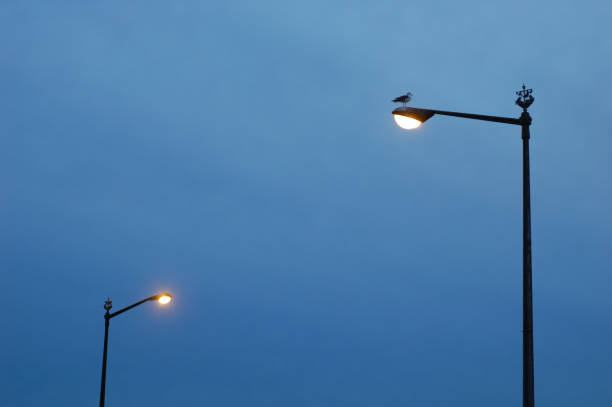 istock evening street lamps with a bird 157526139