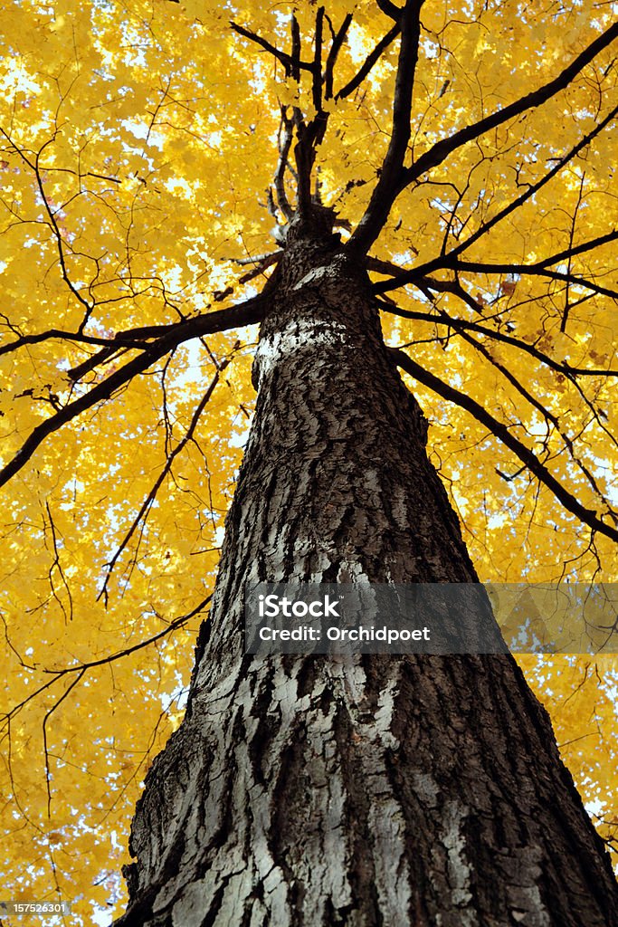 Gelbe Sugar Maple Tree - Lizenzfrei Zuckerahorn Stock-Foto