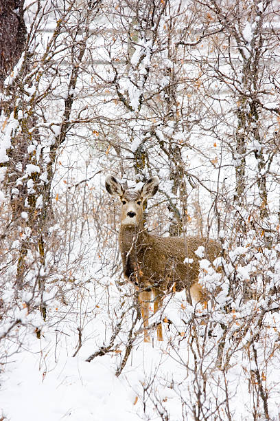 istock Colorado Mule Deer in Wintertime Snow 157526311