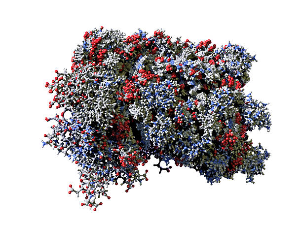 분자 휴머니즘 인터페론 - anticancer 뉴스 사진 이미지