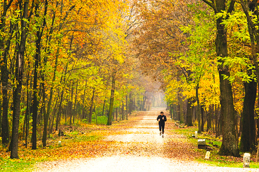  a runner in autumnal wood