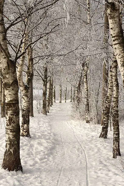 Photo of Birches alley in the winter with snow all over the field