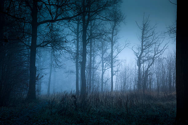 istock Mystic forest with fog in autumn 157526385