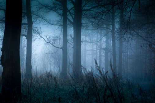 Mist drifting through a mysterious pine forest.