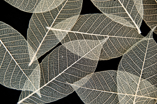 The lightly colored veins of leaves against a black background.
