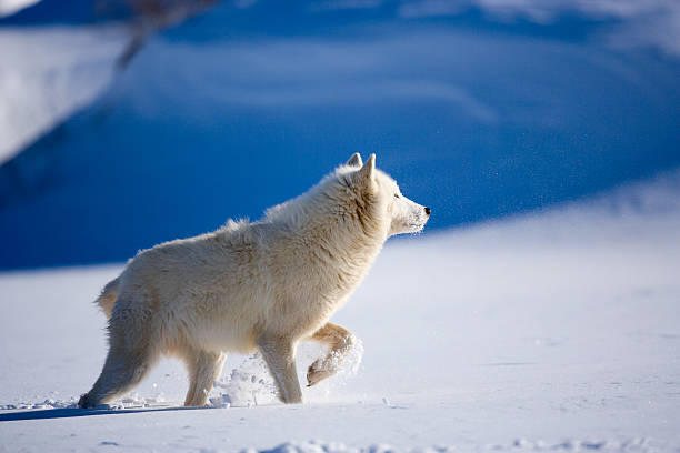 istock Arctic wolf in deep snow of Winter. 157526424
