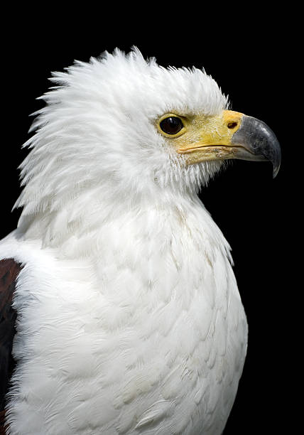 istock African Fish Eagle (Haliaeetus vocifer) Voice Of Africa 157526427