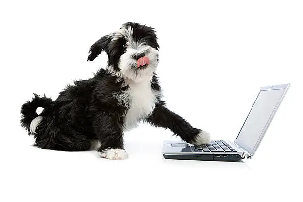 Photo of Tibetian terrier dog with a laptop