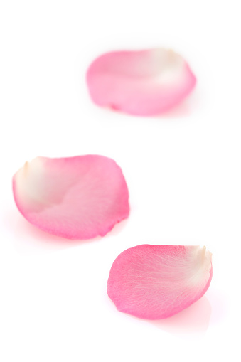 Collection of rose flower petals isolated on white background