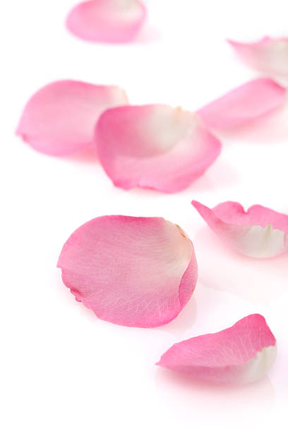 istock Pink rose petals on white 157526504