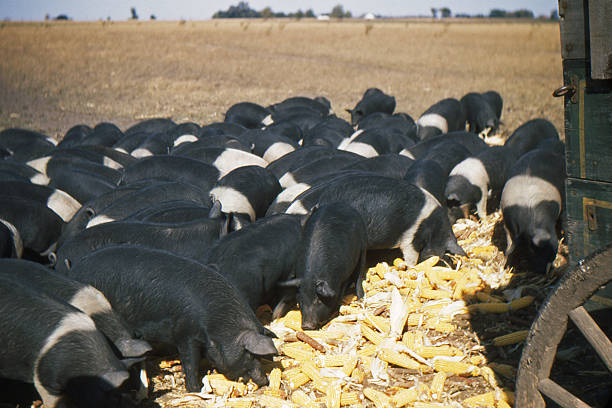 istock Group of pigs feeding on ear corn 157526591