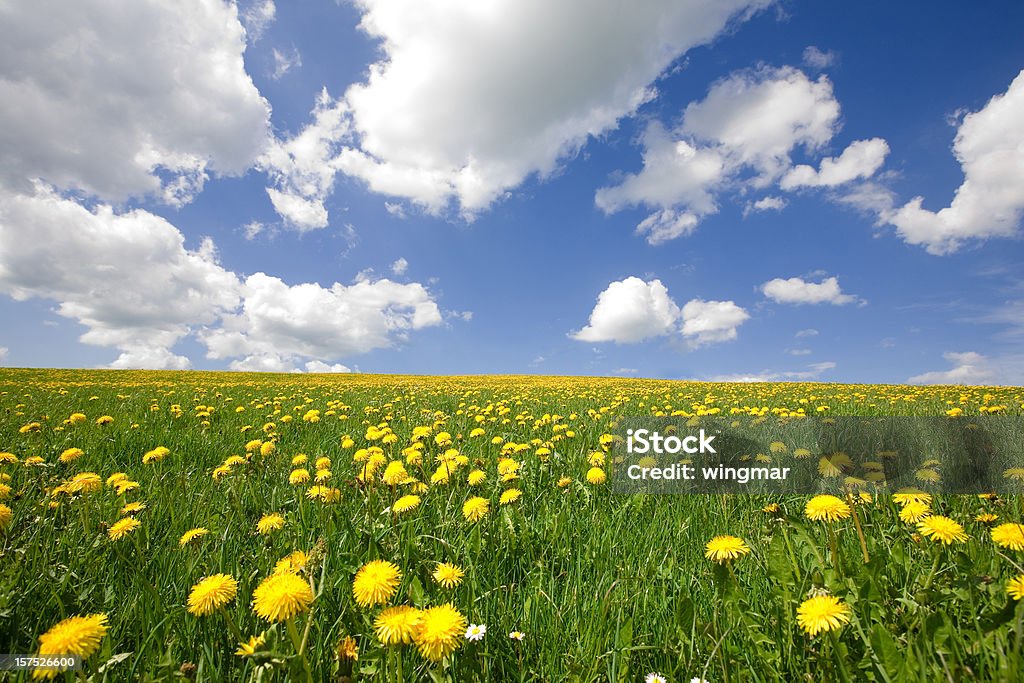Céu perfeito com florescendo na primavera meadow-Baviera Alemanha - Foto de stock de Alemanha royalty-free
