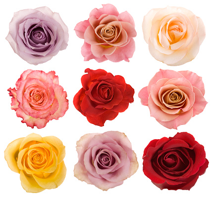 Selection of beautiful roses over white background. 