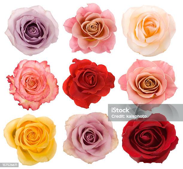 Selection Of Beautiful Roses Stock Photo - Download Image Now - Rose - Flower, Cut Out, Flower