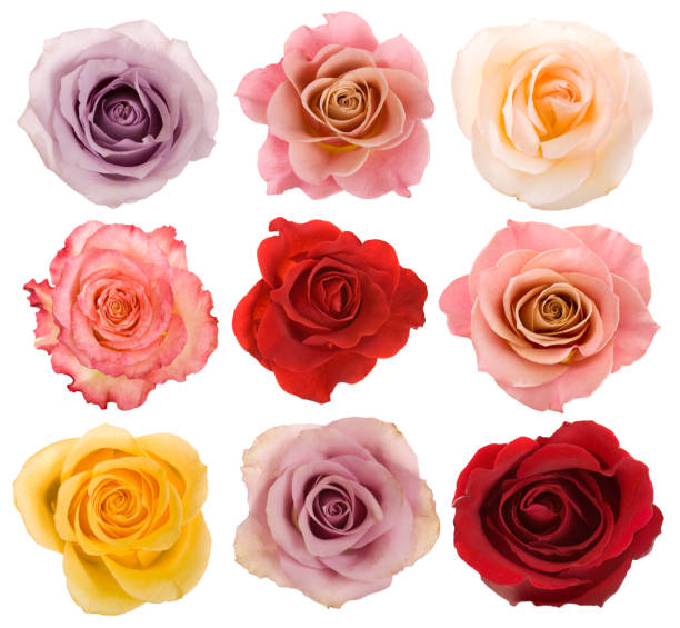 selecção de lindas rosas - composite flower imagens e fotografias de stock