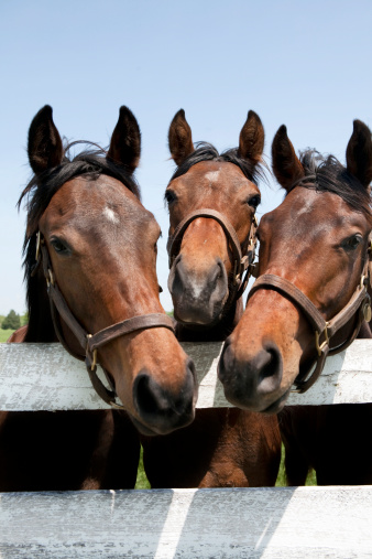 Thoroughbred Racehorses on Kentucky Horse Farm