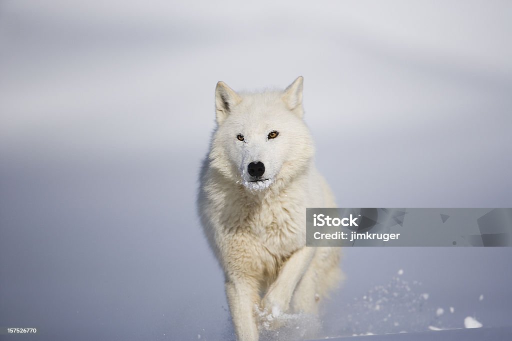 Vista de cabeza de lobo ártico en invierno paisaje. - Foto de stock de Lobo libre de derechos