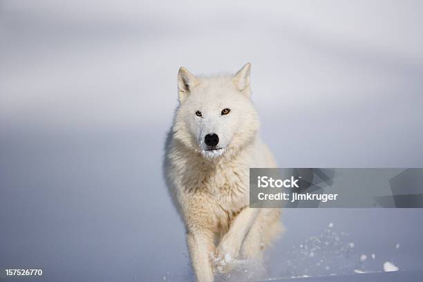 Vista De Cabeza De Lobo Ártico En Invierno Paisaje Foto de stock y más banco de imágenes de Lobo