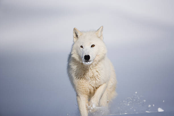 Head on view of arctic wolf in Winter landscape. stock photo