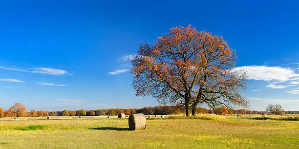 Landscape with Haybales and Twin Oak Tree in Autumn