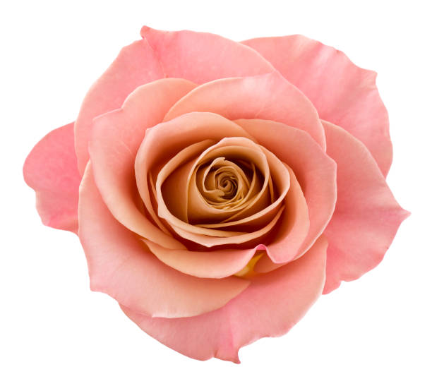 Perfect pink rose Pink rose isolated on white background.  pink flowers stock pictures, royalty-free photos & images