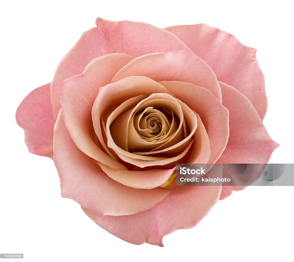 Идеальный розовый - Стоковые фото Роза роялти-фри