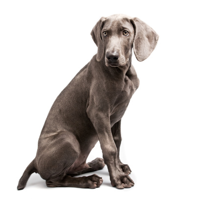 Four months beautiful Weimaraner puppy isolated on white background.