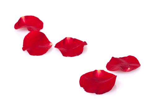 red rose bud and falling petals, on a white isolated background