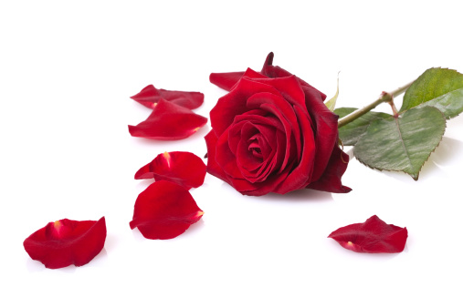 Red roses with decorative ribbons and heart shape petal confetti. YOU MIGHT ALSO LIKE: