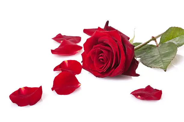 Photo of Single red rose isolated on white