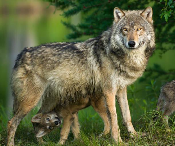 loup gris dans les arbres avec drôle petit chien en dessous. - loup photos et images de collection