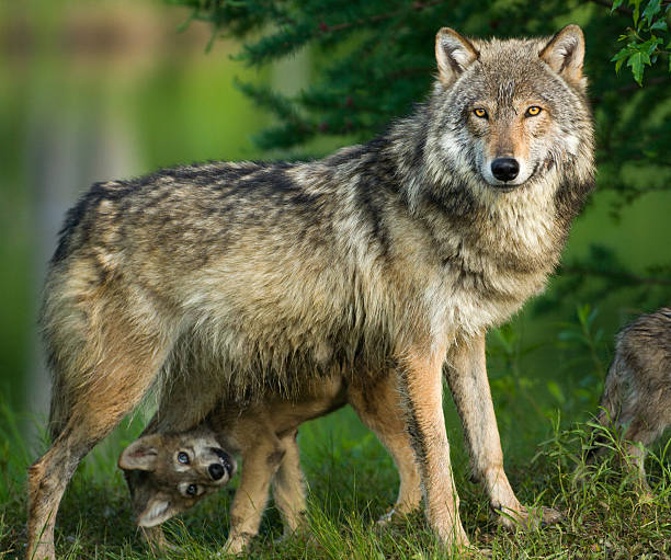 wilk szary na drzewa z śmieszne pup pod spód. - color image animal dog animal hair zdjęcia i obrazy z banku zdjęć