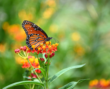 Queen butterfly (Danaus gilippus) feeding on tropical Milkweed flowers in the summer garden. Copy space.