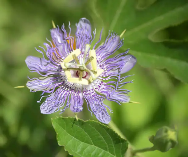 Beautiful purple Passion Flower or Passion Vine (Passiflora incarnata) blooming in the summer garden. Closeup.